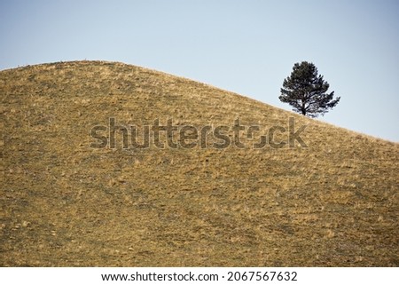 Solitary tree on a grassy hill, Pyrenees in France.