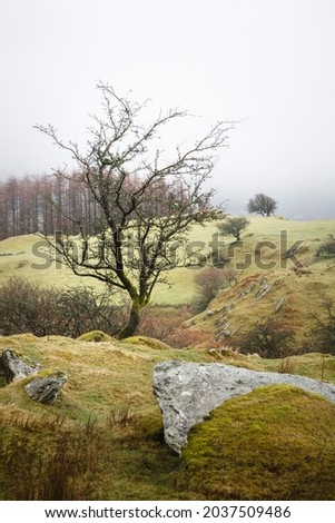 Solitary tree on a hill in Wales landscape. Gwydyr Forest Park, Snowdonia, Wales, UK