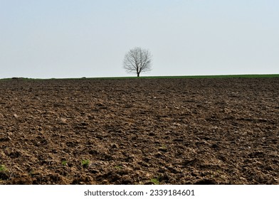 Solitary tree in the plowed field - Powered by Shutterstock