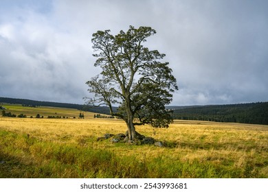 A solitary tree rises prominently in a golden grassy field under a cloudy sky, surrounded by a serene landscape that reflects tranquility and nature's beauty. - Powered by Shutterstock