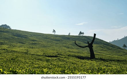 Solitary Tree in a Sea of Tea Fields - Powered by Shutterstock