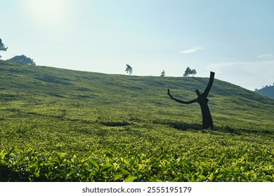 Solitary Tree in a Sea of Tea Fields - Powered by Shutterstock