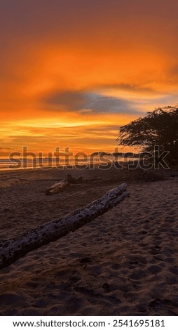 Similar – Image, Stock Photo A solitary tree silhouette stands against a dramatic gradient of sunset colors, enveloped in mist
