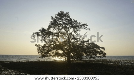 Similar – Image, Stock Photo A solitary tree silhouette stands against a dramatic gradient of sunset colors, enveloped in mist