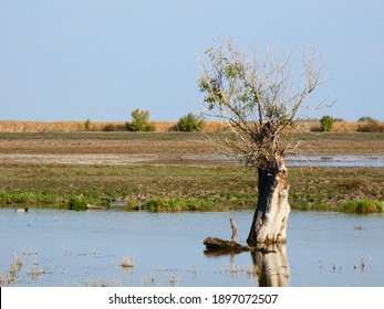 A Solitary Tree Standing In The Hortobágy National Park.