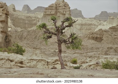 A Solitary Tree Standing And Surviving In A Very Harsh Environment As A Symbol Of Freshness.