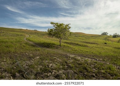 A solitary tree standing tall, a testament to nature's resilience in the face of time, amidst rolling hills and a vast expanse of sky - Powered by Shutterstock