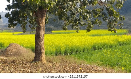 A solitary tree stands in a mustard farm, surrounded by vibrant yellow flowers stretching across the field. - Powered by Shutterstock