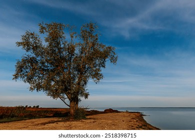 A solitary tree stands on the edge of a serene lakeshore under a clear, starry sky. The tranquil water reflects the stillness of the scene, and the soft evening light creates a peaceful atmosphere - Powered by Shutterstock