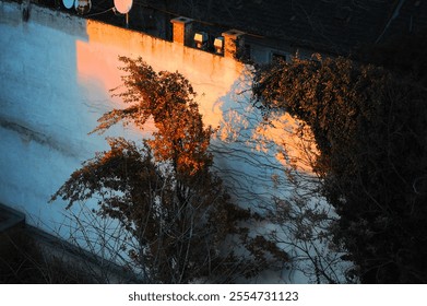 A solitary tree stands quietly in front of a building at night - Powered by Shutterstock