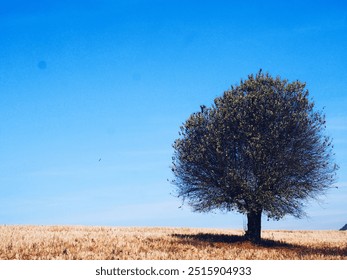 A solitary tree stands tall against a clear blue sky, casting a long shadow on a vast field of golden grass. A small bird soars high above, adding a sense of freedom to the peaceful scene. - Powered by Shutterstock