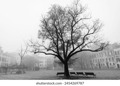 A solitary tree stands tall amidst an ethereal mist that envelops a quaint Venetian piazza. Its branches reach towards the heavens, their silhouettes barely visible against the hazy backdrop - Powered by Shutterstock