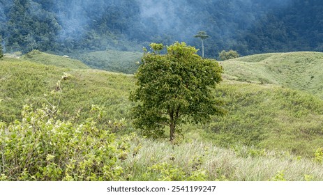 solitary tree stands tall amidst rolling hills and a misty forest. - Powered by Shutterstock