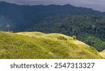 solitary tree stands tall on a grassy hilltop overlooking a vast, lush forest under a dramatic, cloudy sky.