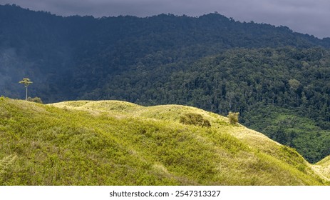 solitary tree stands tall on a grassy hilltop overlooking a vast, lush forest under a dramatic, cloudy sky. - Powered by Shutterstock