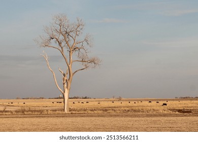 A solitary tree stands tall in a wide open field, with cattle grazing in the distance under a clear sky. - Powered by Shutterstock