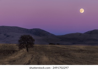 A solitary tree stands in a twilight field under a full moon, evoking peace and the beauty of nature’s quiet moments.  - Powered by Shutterstock