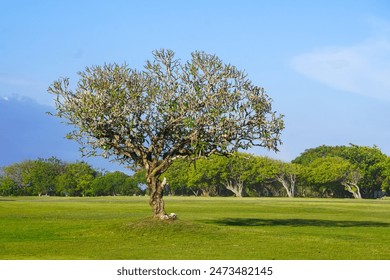 Solitary Tree in a Sunny Green Field Under Clear Blue Sky. A single tree stands alone in a vast green field on a sunny day under a clear blue sky, conveying peace and solitude. - Powered by Shutterstock