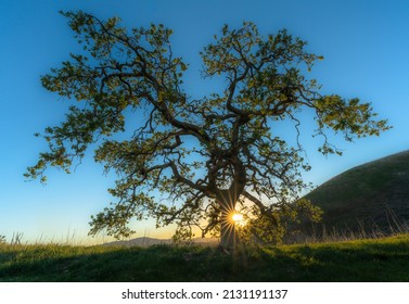 A Solitary Tree At Sunset - San Fernando Valley California 
Usa