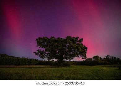 A solitary tree under a vibrant pink and purple aurora in a starry night sky over a grassy field. - Powered by Shutterstock