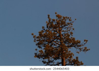 Solitary tree at yosemite park - Powered by Shutterstock