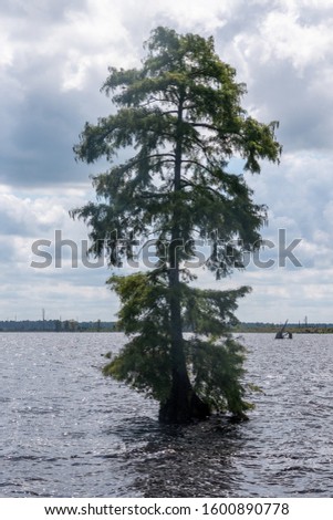 Solitary trees in the lake at the Great Dismal Swamp in Virginia