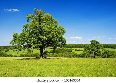 Solitary trees in meadow in clear-sky day in Czech republic. The Carpathian Mountains.