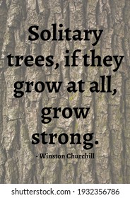 Solitary Trees, If They Grow At All, Grow Stronger Quote By Winston Churchill Over Tree Bark. Famous Quotes, Motivation, Support And Inspiration Concept Digitally Generated Image.