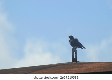 Solitary Vigil A Myna's Perch Against the Azure Exploring the Urban Adaptations and Behavior of Common Mynas in Their Rooftop Habitats, and the Interplay Between Wildlife and Human-Built Environments