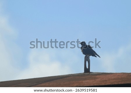 Solitary Vigil A Myna's Perch Against the Azure Exploring the Urban Adaptations and Behavior of Common Mynas in Their Rooftop Habitats, and the Interplay Between Wildlife and Human-Built Environments
