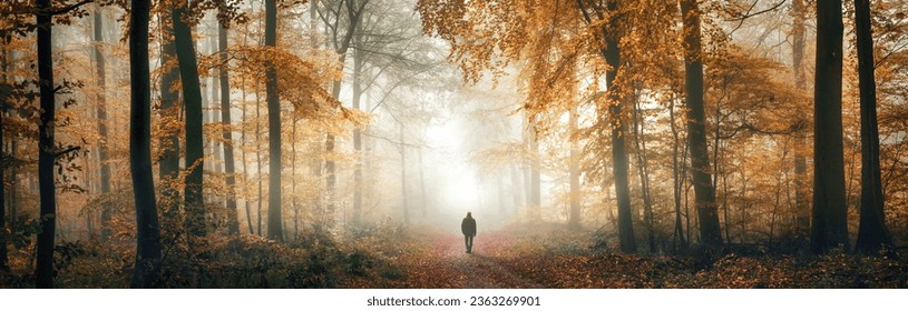 Solitary walk in the depths of a dreamy beautiful forest in autumn mist, an extra wide panorama with magical atmosphere