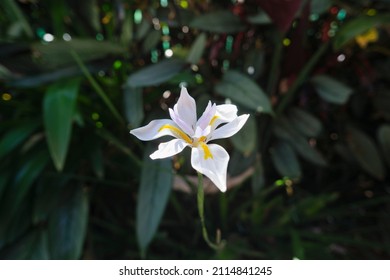 Solitary Walking Iris In The Sun