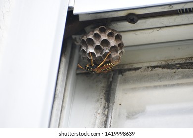 Solitary Wasp Creating A Home