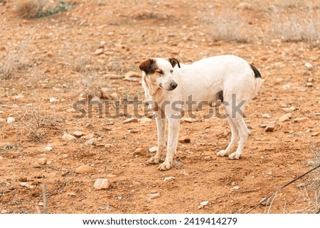 Solitary white and brown dog in arid, rocky terrain evokes a sense of loneliness and desolation. The dry, lifeless surroundings lack lush vegetation, under diffused sunlight