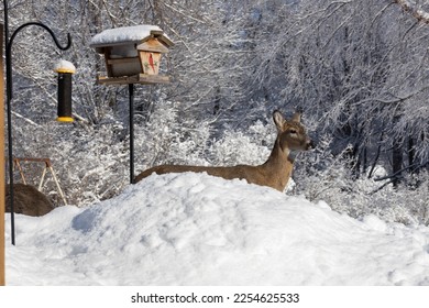 Solitary white-tailed deer peeking up from behind a snow mound, while eating at a bird feeder, on a sunny winter day