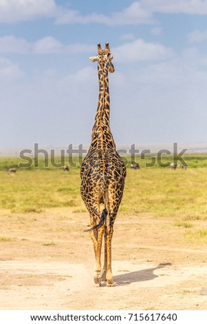 Similar – Image, Stock Photo giraffe in samburu national park kenya