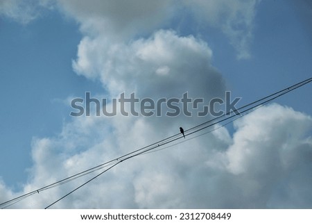 A solitary wild parrot perched on cables in urban settings against beautiful cloud formation in deep blue summer sky. Copy space.