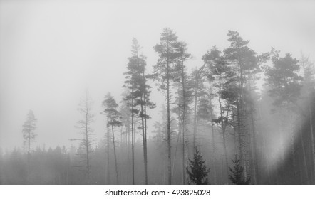 Solitary Woods In Black And White