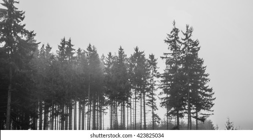 Solitary Woods In Black And White