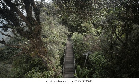 Solitude in the middle Mossy Forest - Powered by Shutterstock