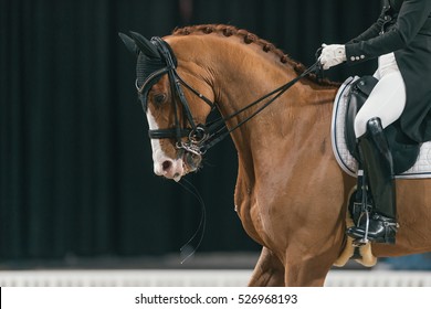 SOLNA, SWEDEN - NOV 25, 2016: Malin Rinne At The Dressage Event In The Sweden International Horse Show At Friends Arena.