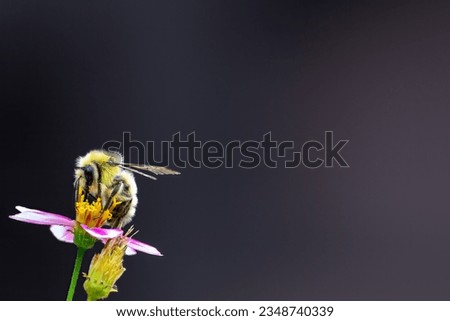 Similar – Image, Stock Photo adherence Nature Plant