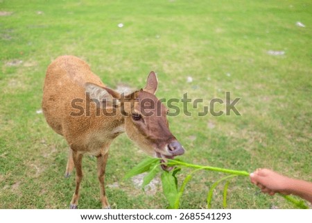 Solo, Central Java, Indonesia - December 20, 2023: Deer Eating Fresh Leaves Offered by a Human Hand in an Open Park