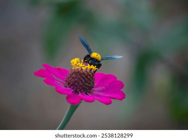 Solo, Central Java, Indonesia - July 26, 2024 : Close up of Bumblebee Pollinating Pink Flower in the Garden - Powered by Shutterstock