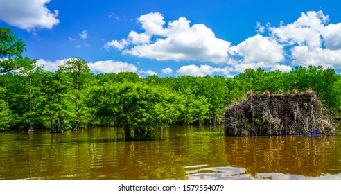 Solo Duck Hunting Blind Out In Louisiana Cypress Jungle. 