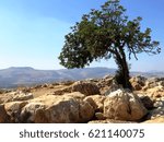 Solo green tree with view of the Horns of Hattin,