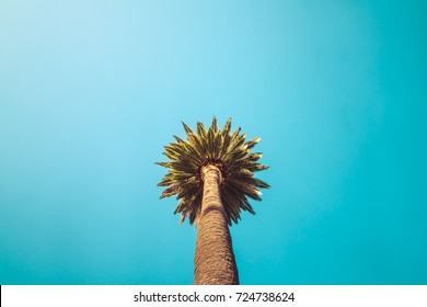 Solo in Hollywood Los Angeles. Clear skies for a solo palm tree in Hollywood California, bordering Beverly Hills. Point of view of what signifies a luxury and affluent californian lifestyle.