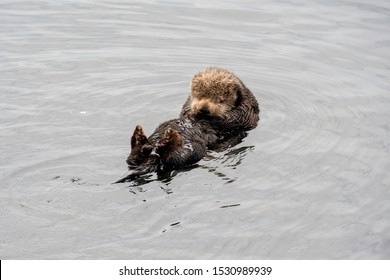 A Solo Juvenile Sea Otter Sleeping While Floating On Its Back