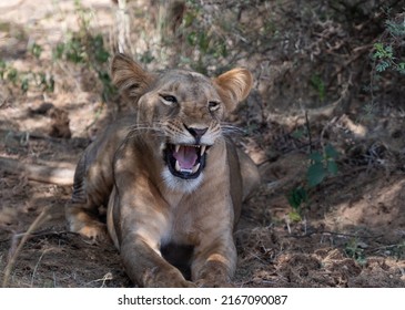 Solo lioness sits, facing forwards, with a laugh on her face. White fangs and pink tongue stand out as she lays in the dappled shade of the bush.
