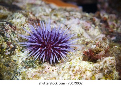 Solo Purple Sea Urchin On Reef